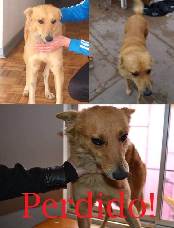 Tenemos un pedido especial. Este perrito Zorrito está perdido en Las Compañías, #LaSerena. Porfa poner ojo y avisar
