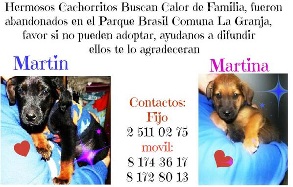 RT:  Buscan Hogar  <a href="/Adopcionperrito/">Perritos en Adopción</a>  <a href="/perdidoschile/">perros perdidos</a> @_sitapam @patita_psp <a href="/F_GarrasyPatas/">Garras y Patas</a> <a href="/Frandretolso/">Fran Toledo S 💜 You Can't Stop Me Lovin' Myself ✨</a>