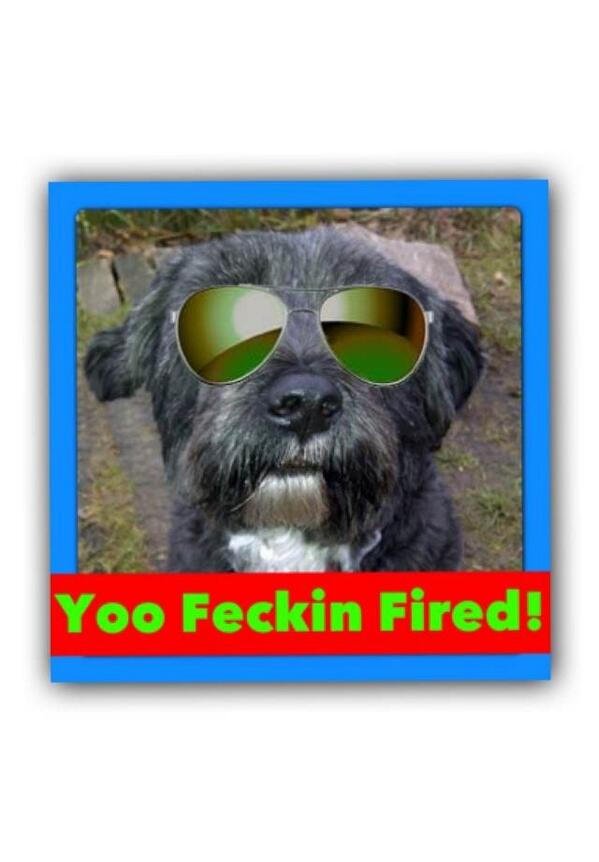 harveycusick's tweet image. #dogapprentice with regret @Paw_Palace but yoo is fired