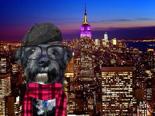 ChihuaWanda's tweet image. @SammyTheBoxer @harveycusick here is mine BOL! #dogapprentice