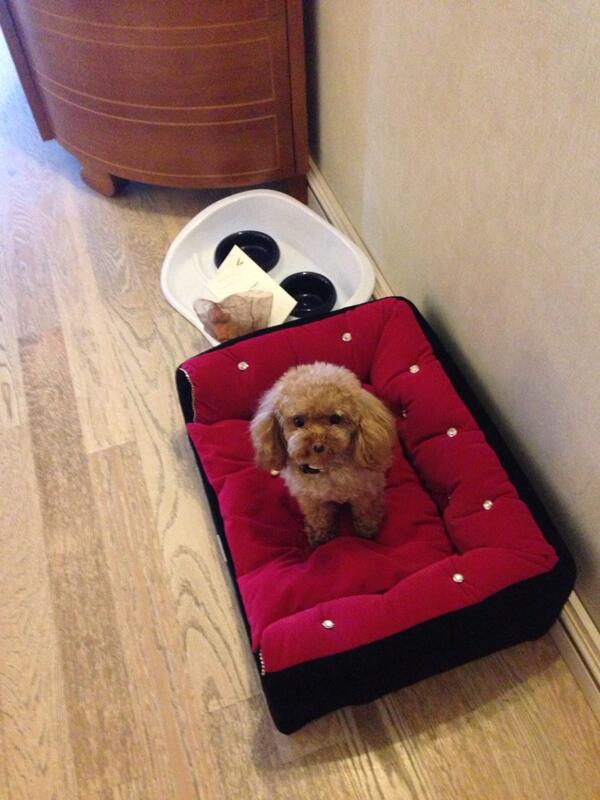 m_hunziker's tweet photo. Ciao Amici! Guardate che bello quando gli hotel accolgono i cagnolini così!:-) Lilly felicissima! Baciiii http://t.co/6tVA4d0c2Y