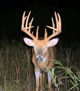 TrophyKills's tweet photo. Huge buck http://t.co/ToTNekgOK8
