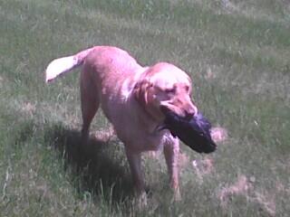 TylerCosley's tweet image. #crowcontrol