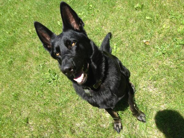 Chad__white's tweet photo. Check out my Jogging partner! First time I got out ran that easy http://t.co/DlCdZU1RU7
