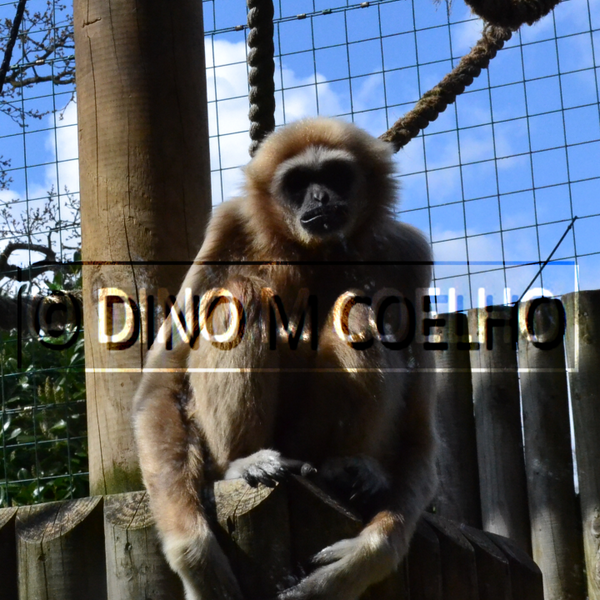 ICatchAction's tweet photo. zoo chillin http://t.co/PGvZpYZsCd
