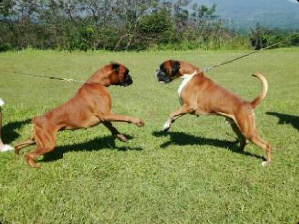 klubboxerindo's tweet photo. Indonesia Siegerin 2013 Ch. Napmary's Belong To You vs Sieger 2013 Ch. Jir-Pia Konnor http://t.co/IkkXQrz37t