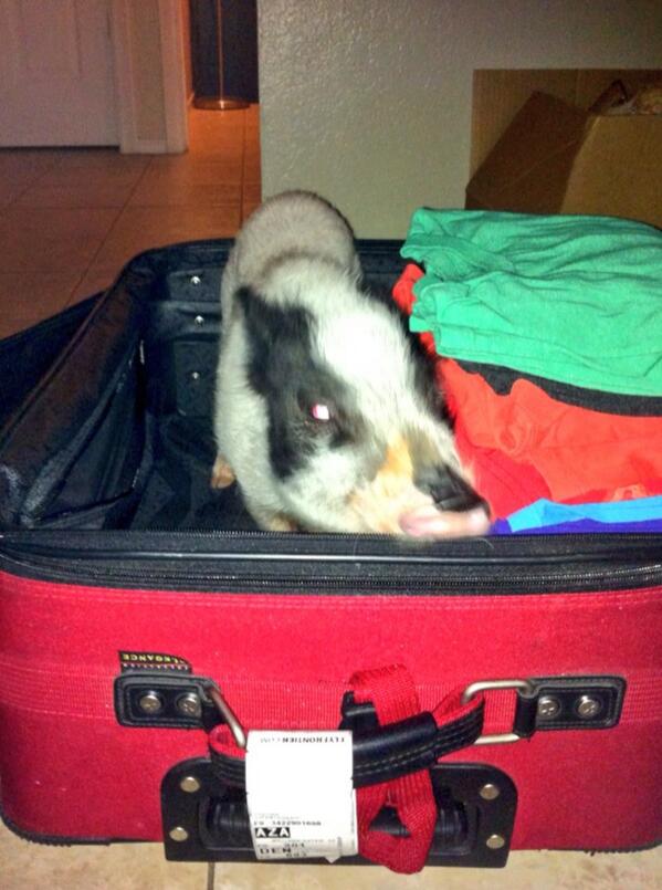 kelleybee's tweet photo. Considering @TSTDC is in BirmingHAM, Omar wants to be included.  #dvnats13 http://t.co/qrQPeSx6Ig