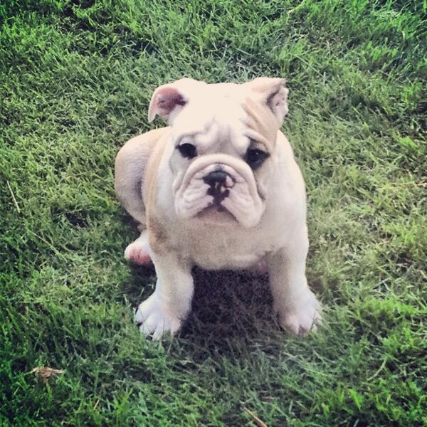 Eric_Bach's tweet image. Just saved a drowning puppy named Tank, feeling pretty alpha right now #retweetthat