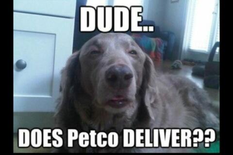 GeebNation's tweet photo. YES! [10] dog? "@Marble_Slav: If Harley and the wayy too high guy combined @ScoopNaysh @WardBurd http://t.co/OyDZS5apaU”