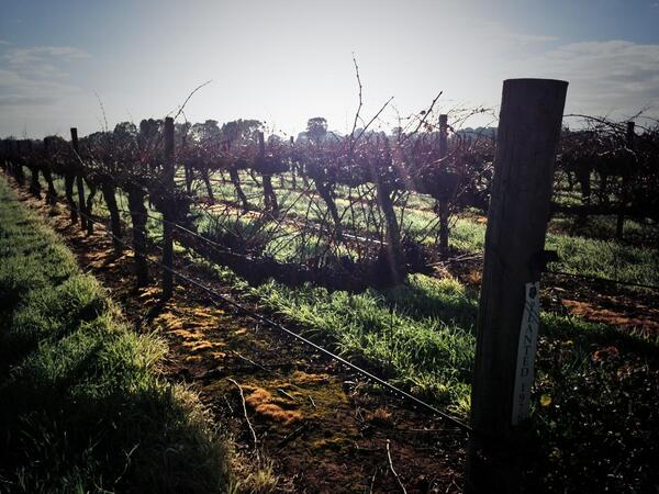 somesomm's tweet image. #dirtnerd Well focculating Terrarossa, a clay soil that drains like sand due to the high silica content #aussiewine