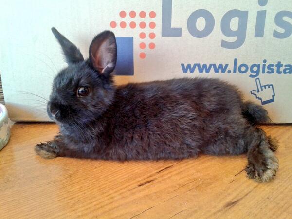 MaryGarcaCalero's tweet photo. Empieza a poner poses cuando le echo una foto. Que presumido es. http://t.co/PCeMcSZgZ9
