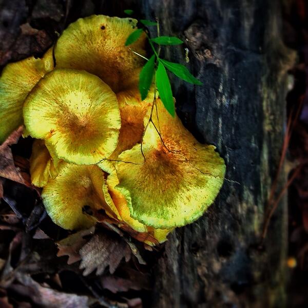 truVerse's tweet photo. beauty by the Creator of all things. more on truVerse #blessings http://t.co/17kUnBSqZw