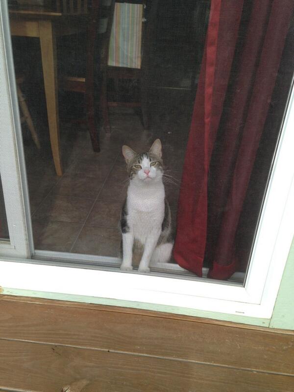kathGodWIN's tweet image. Can I come out and play?  #cute #meow #insidecat #sadboy