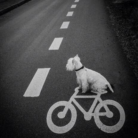 fraulina's tweet photo. @cyclopsbuyer @West_Highland_ thought you might like this picture http://t.co/nUpEQhcIyI