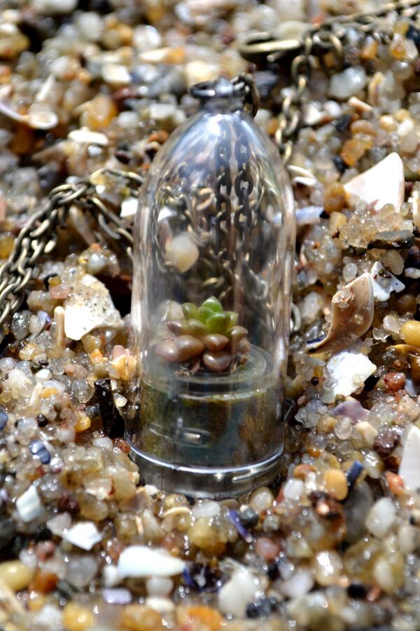 WearItMiniPlant's tweet photo. Little Gemstone Succulent Mini Plant Pic. http://t.co/5vWyszLQII