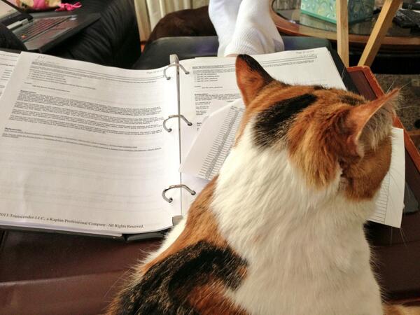 aspiringgeek's tweet image. Patches Puss &amp; I studying for 70-450—used to pass tests cold, but it's been 7 years since I was an Ops DBA #SQLMCM