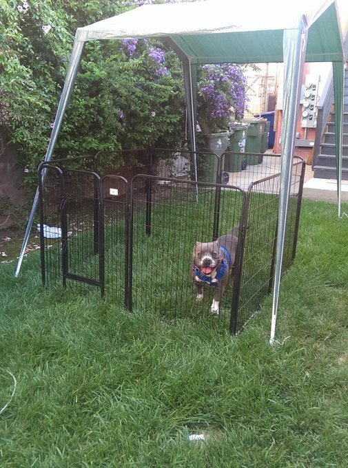 #spoiled #pitbull <3 http://t.co/X20UsswnDd<a href="/tag/spoiled"class="tags">#spoiled</a><a href="/tag/pitbull"class="tags">#pitbull</a><a href="/tag/staymedicated"class="tags">#staymedicated</a><a href="/tag/goodreads"class="tags">#goodreads</a>