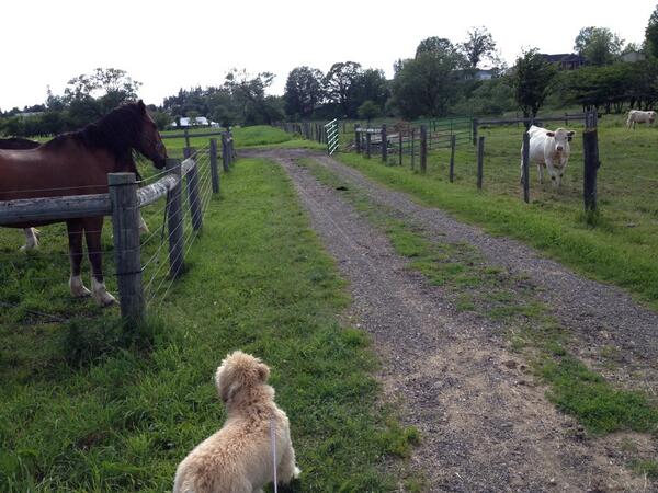 elyseemily's tweet image. Play with the Cow or horse... #dogdecisions