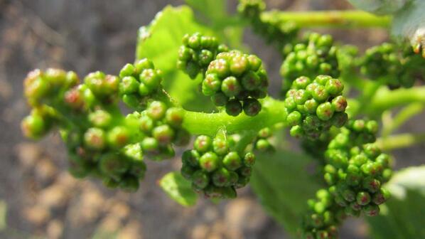 Foto actual de nuestro viñedo, estado fenológico H. Botones Florales Separados.