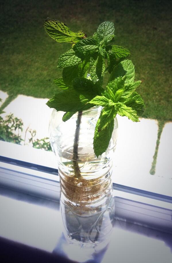 Gömülü resim için kalıcı bağlantı