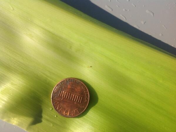 BrianWillard1's tweet photo. First #ECB feeding of #plant13 watch your conventional corn acres. Sure to be #moretocome http://t.co/5IqLTCxa8T