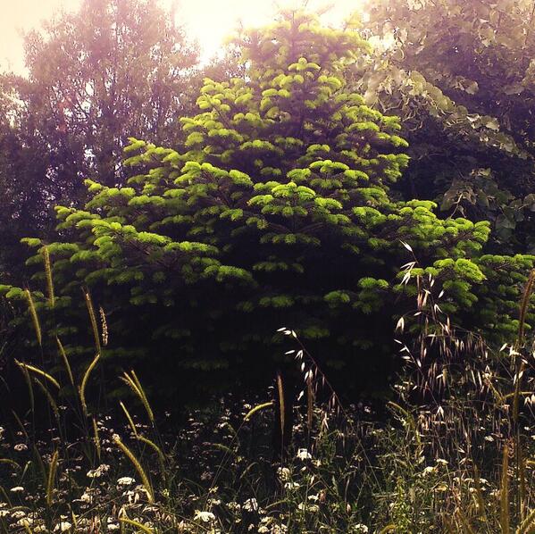 Ağaçları Unutma !