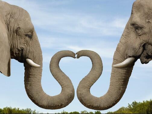 ElephantAbuse's tweet image. These clever elephants