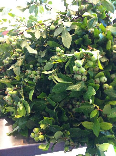 Gorgeous blueberry branch for this weekend's wedding! Thanks, GPage!