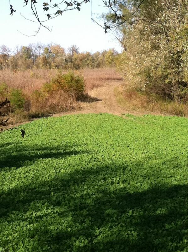 ScottPezent's tweet photo. Food plot @CountryLodge08 @MattRDuffy can sure grow them! http://t.co/AS9bNS7bik