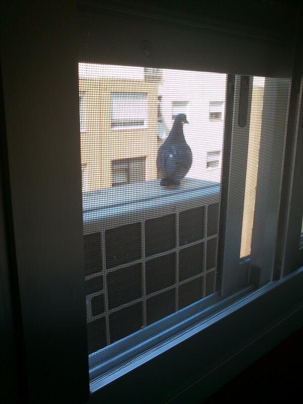 MismaTech's tweet image. Ha subido 8 pisos para visitarme (L