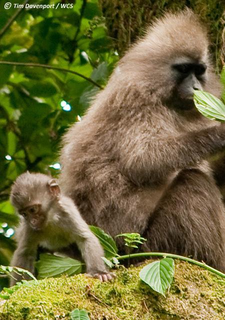 Meet the baby kipunji: first photo of little-known monkeys’ offspring