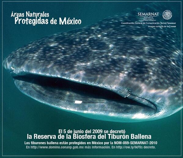 EcofilmFestival's tweet photo. El 5 de junio de 2009 se decretó la Reserva de la Biosfera del Tiburón Ballena. 
Imagen @AreasNaturalesP @SEMARNAT_mx http://t.co/poQpSJ6pNz