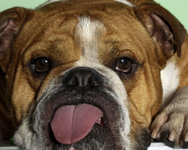 pattotuit's tweet image. #preguntando se llega a roma,#nomasdigo