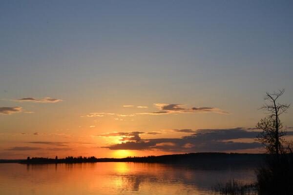Alberta Bison Ranch tweet media