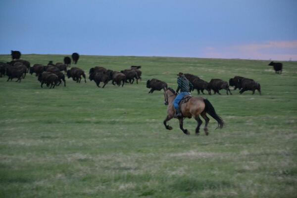 Alberta Bison Ranch tweet media