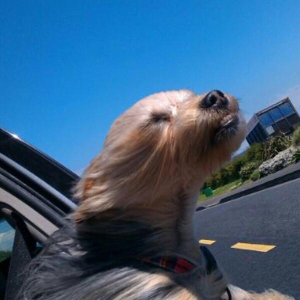 _LisaMaher's tweet photo. My dog wants to be a sloth http://t.co/4AhoAvHnbq