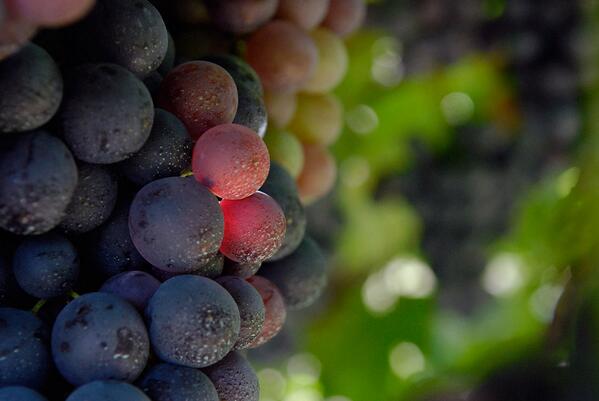 TN_WineTour's tweet photo. #vendemmia http://t.co/q3hqhnYy8O