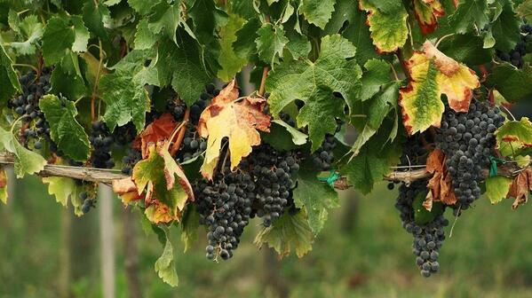 TN_WineTour's tweet photo. #uva http://t.co/sXw6APgmVd