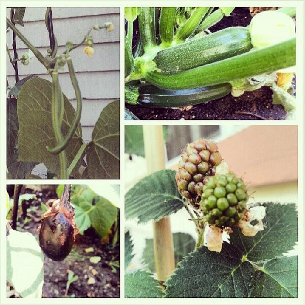 MyRaisedBedGard's tweet photo. Summer garden, blackberries, eggplant, zucchini and green beans :) #inthegarden ... - http://t.co/rCGRCucw40 http://t.co/WkmIKsdOBZ