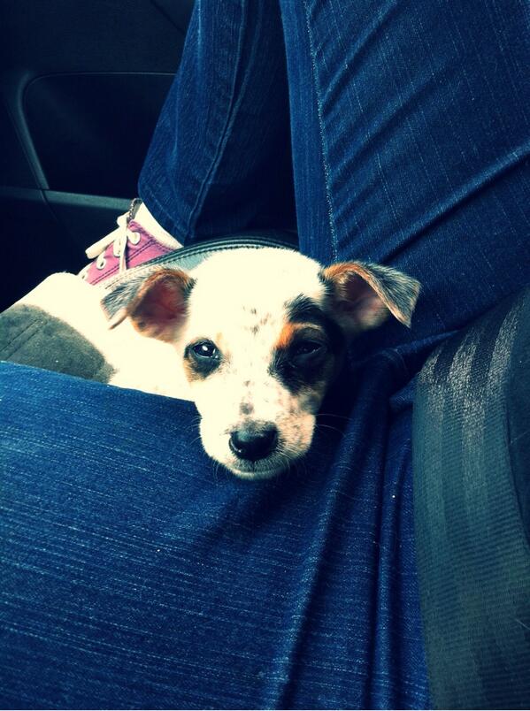 ProtegePeludito's tweet photo. La pequeña Noah tiene 2 meses, es muy cariñosa y tierna,esta nena esta en ADOPCIÓN #ccs @AnimalistasPRO @por_perros http://t.co/GGiXh5LWF3