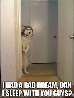 comeatmebroLOSE's tweet photo. OHDEPUPPY ... http://t.co/JOu2ikPahE
