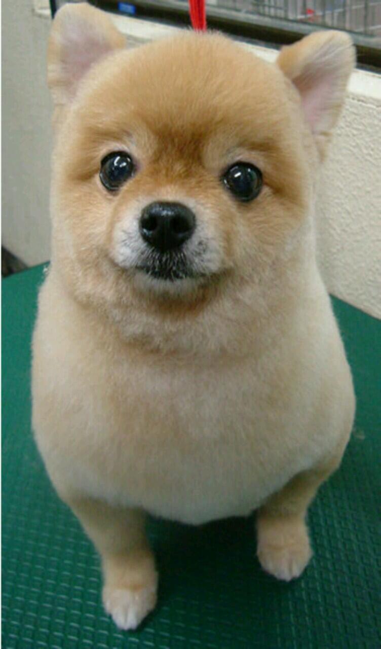 クルトガ 冬コミ新刊通販中 ポメラニアンの柴犬カットが流行る時期ですね Http T Co 5whtpa8ngi クルトガ 冬コミ新刊通販中 ポメラニアンの柴犬カットが流行る時期ですね Http T Co 5whtpa8ngi