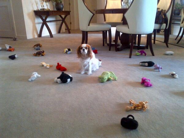 Mommy says I need to learn the "return aspect" of the game of fetch. #Won'tPickUpMyToys