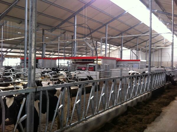 Project van de Eijnden te Biddinghuizen.
Hier wordt met tevredenheid gemolken met 4 #Lely Astronaut A4. #LCMN