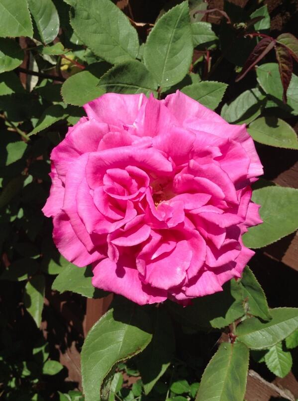 GreenWoodPro's tweet photo. Some cracking Flowers enjoying the sunshine in our garden today. Loving this lovely Pink Rose. http://t.co/j6Musp4fzV