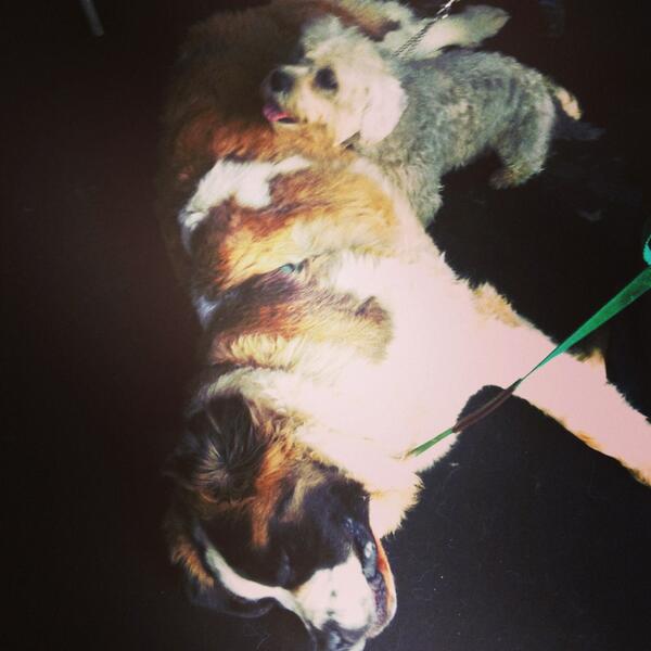 LexiAbrams's tweet photo. Doggy love @BDCH in support of all their amazing work. Thank you for a wonderful dinner #dogs #incredible http://t.co/Jm7fDdmQ62