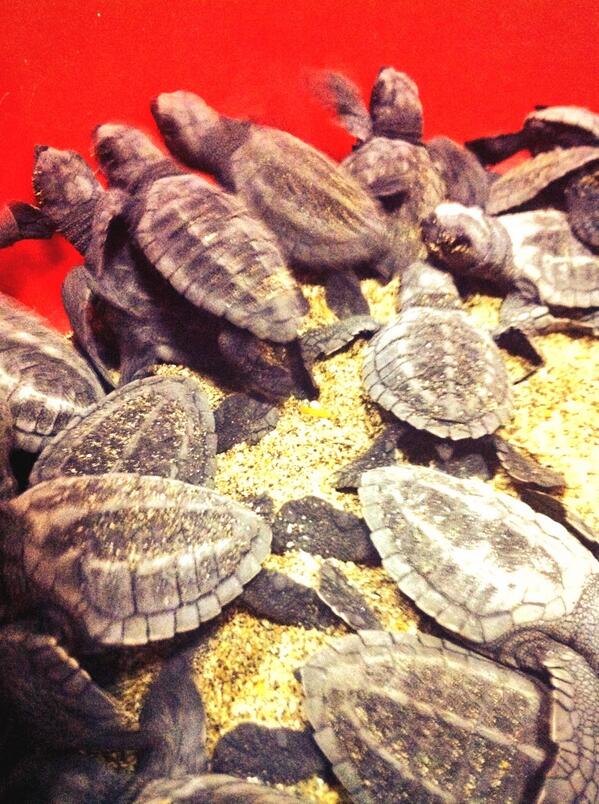 BaliSeaTurtle's tweet image. Hatchlings emerged from a nest. #turtlenest #turtlehatchlings #baliseaturtlesociety @melaniesubono @gustitattoo