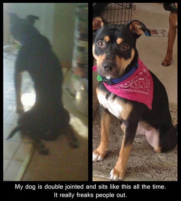 allfunnyanimals's tweet photo. Check out http://t.co/aScBWIpaab for more #funny #dog pictures like this ! http://t.co/XMrEZcptHQ