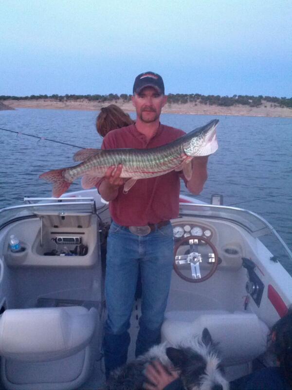 AzFishingGuy's tweet photo. Blue Water Lake NM Tiger Musky http://t.co/3GrdTZbwYP