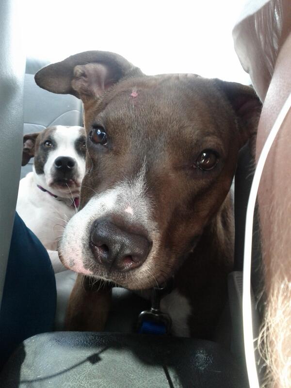 Sherri_Everett's tweet photo. And one more because they are just that cute.  #truedogparent http://t.co/OvzJDmNbvt
